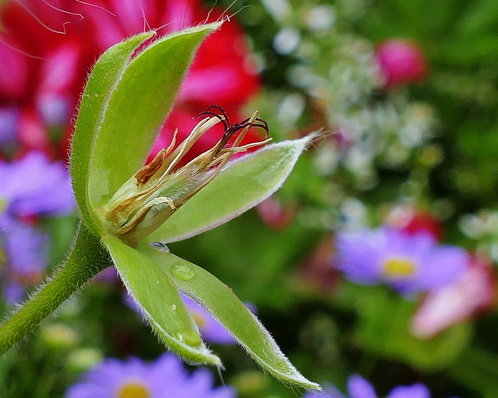 Welche Blume ist das und wie gefällt sie Euch? Rätsel Foto & Bild