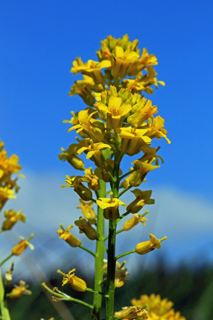 Welche Blume ist es? Ich weiß es leider nicht.