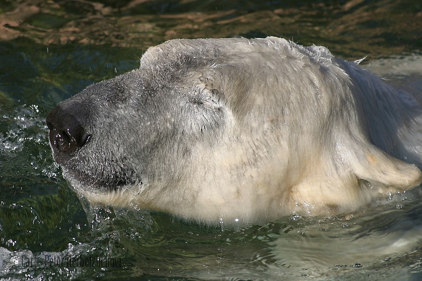 Welche Farbe haben die Haare bei Eisbären? (+ Zusatzinfo)