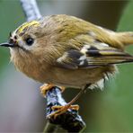 welche Freude, ein Wintergoldhähnchen  .....