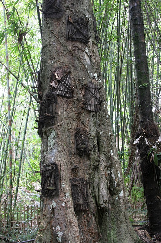 Welche Funktion hat der Baum?