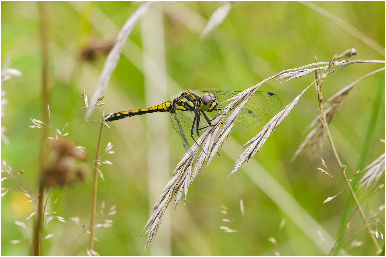 Welche Heidi ist es? (2) - Junges Männchen der Schwarzen Heidelibelle (Sympetrum danae)