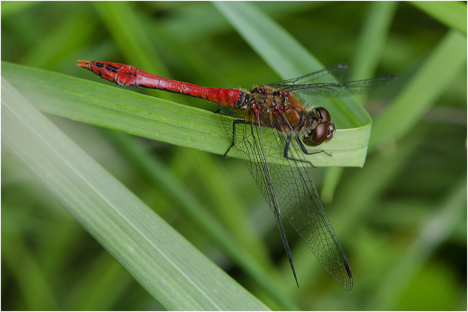  Welche Heidi ist es? (3) - Blutrote Heidelibelle - Sympetrum sanguineum ? 