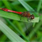  Welche Heidi ist es? (3) - Blutrote Heidelibelle - Sympetrum sanguineum ? 