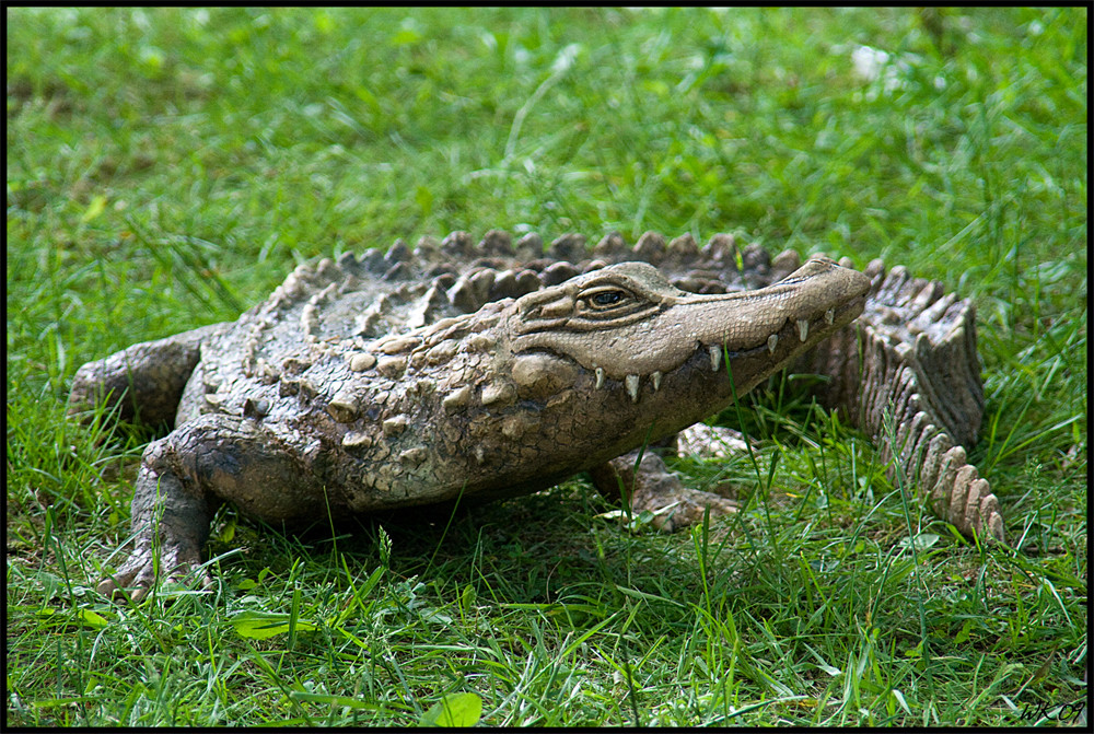 Welche Krokodilart ist das? ;-)  - Rätsel gelöst
