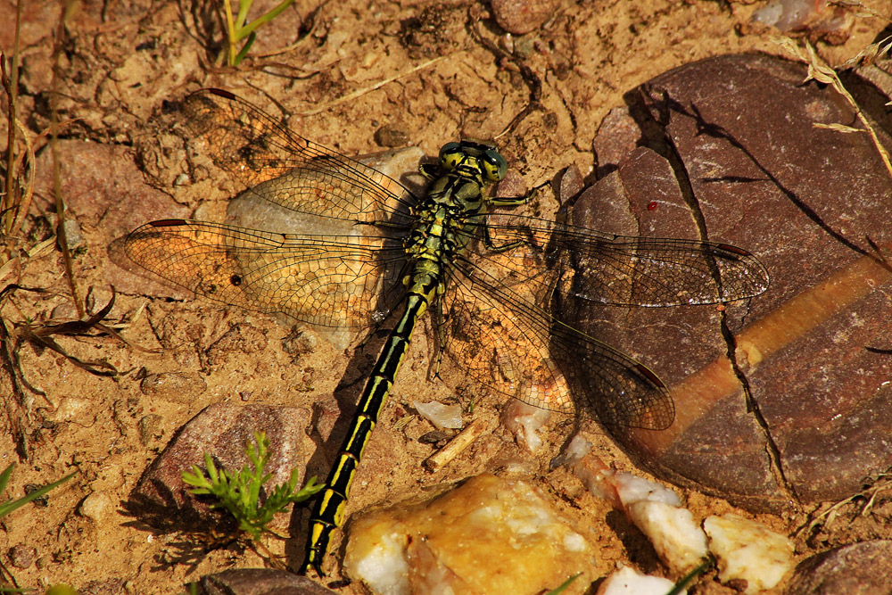 Welche Libelle ist das?