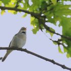 Welche "Mücke" ist es ... oder welcher Vogel ist es?