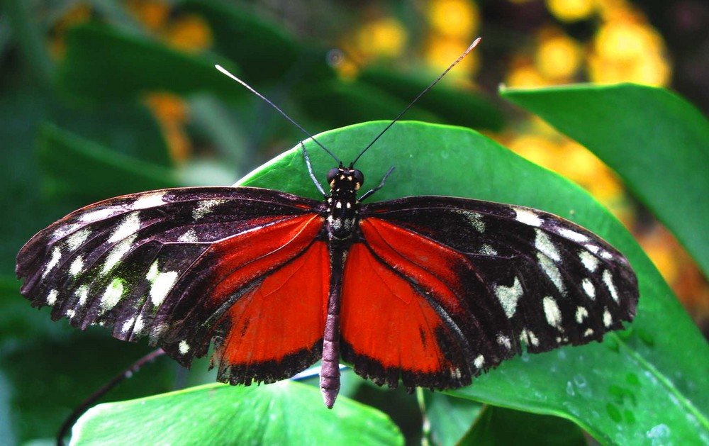 Welche schönen Schmetterlinge es doch gibt! Foto & Bild | tiere