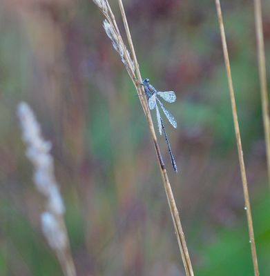 Welche Schönheit habe ich hier erwischt?