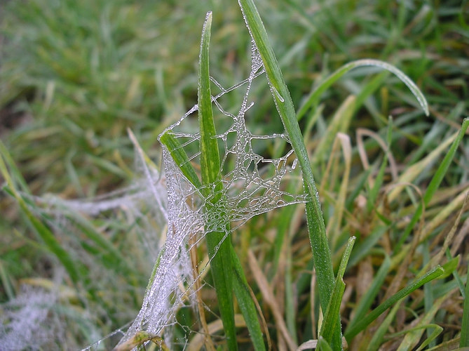 Welche Spinne hat wohl dieses Netz gewebt?