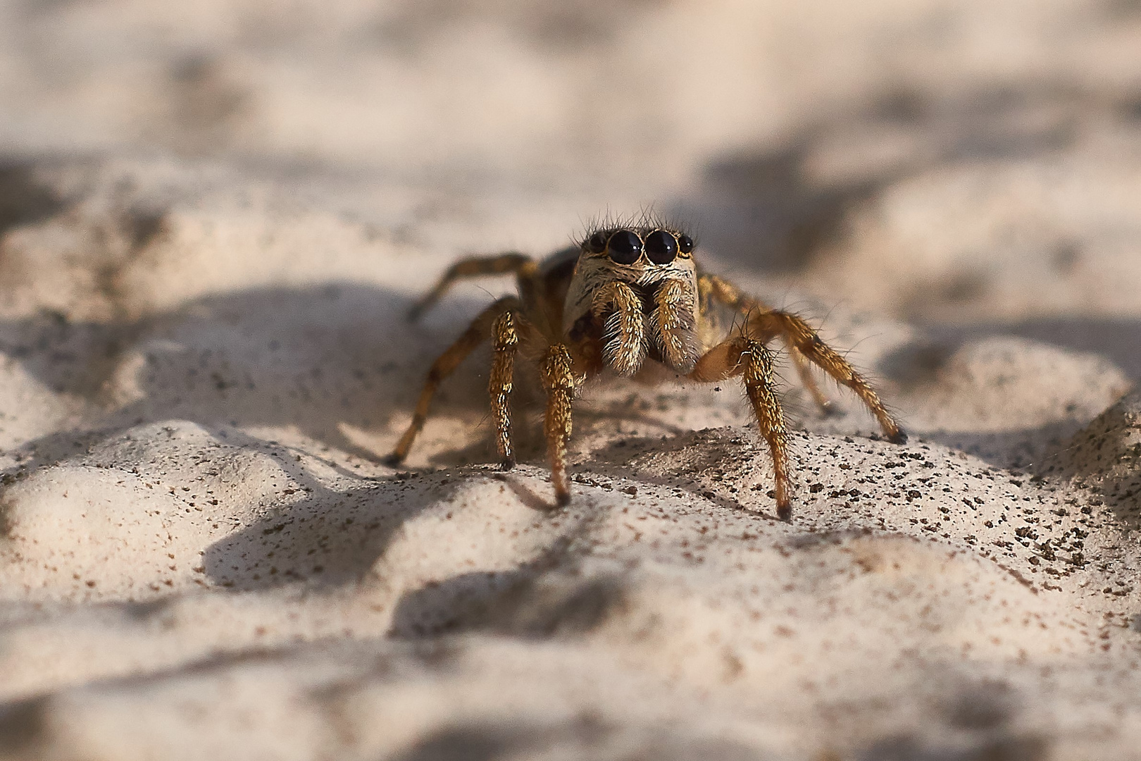 welche spinne ist das ?