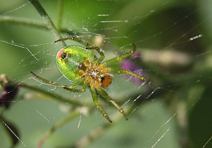 Welche Spinne ist das?