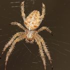 Welche Spinne ist das?