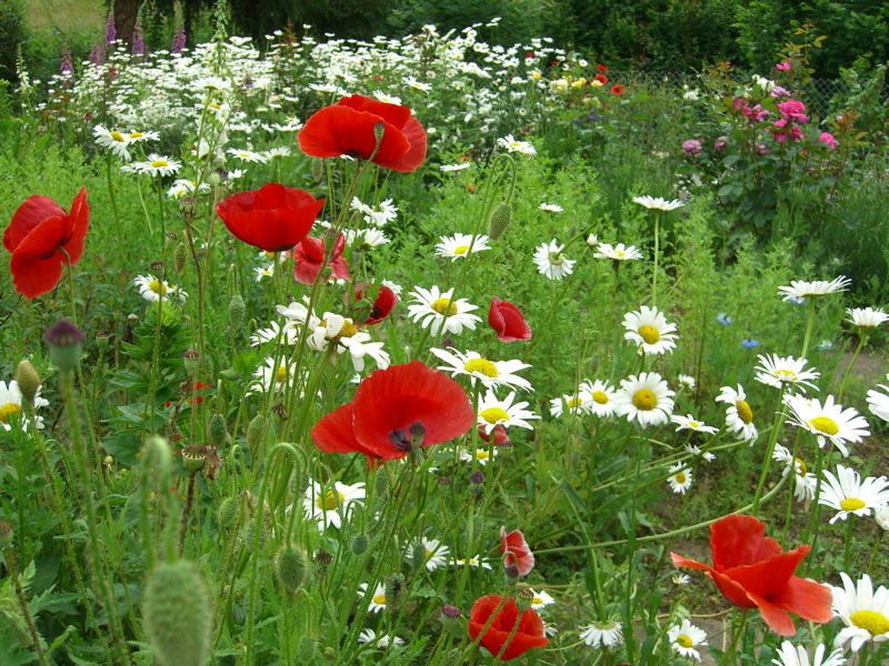 Welche Vielfalt - Frühlingwiese