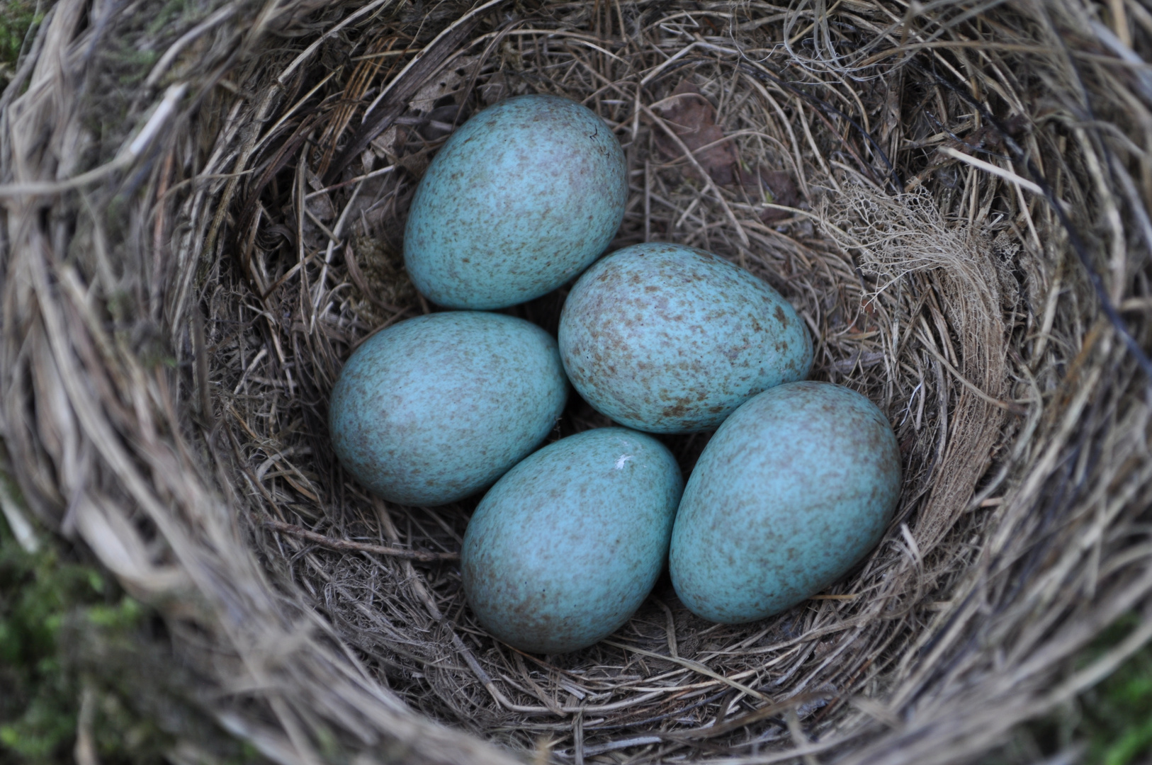 Welche Vogel Eier sind ?