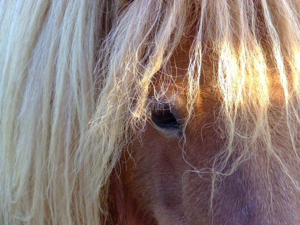 Welchem Tier gehört dieses Auge und die Mähne?