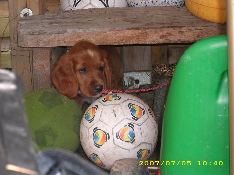 Welchen Ball soll ich denn jetzt bloß nehmen ???