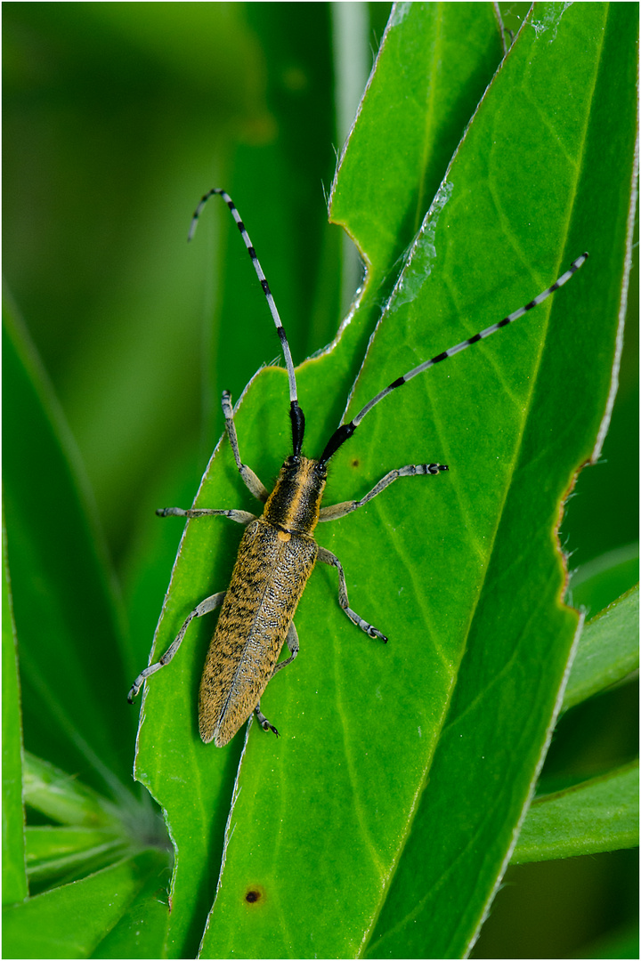 Welchen Bock habe ich hier geschossen? - Scheckhorn-Distelbock  (Agapanthia villosoviridescens)