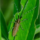 Welchen Bock habe ich hier geschossen? - Scheckhorn-Distelbock  (Agapanthia villosoviridescens)