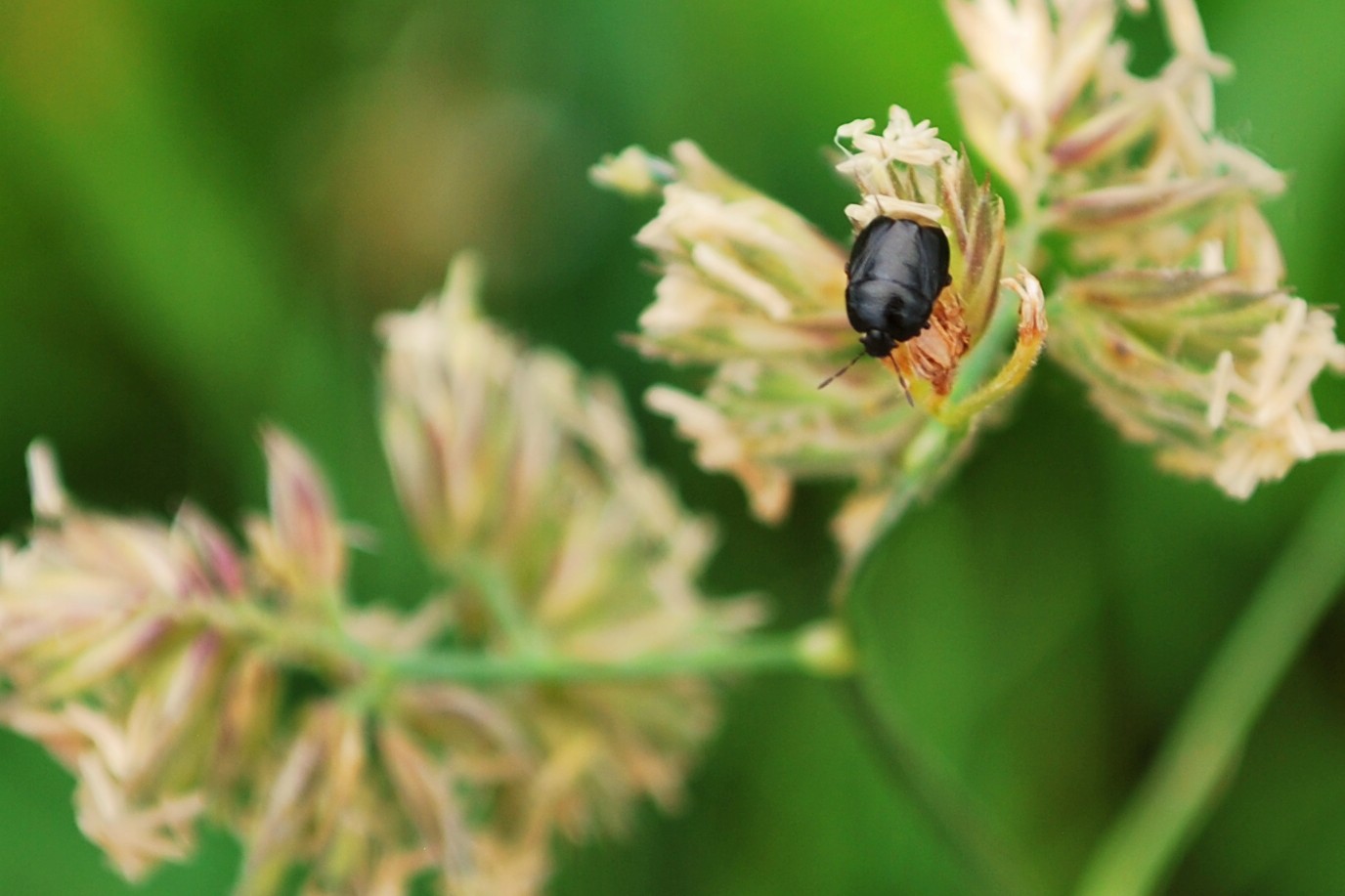 Welchen Käfer habe ich hier fotografiert und auf welcher Pflanze sitzt er?