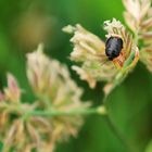 Welchen Käfer habe ich hier fotografiert und auf welcher Pflanze sitzt er?