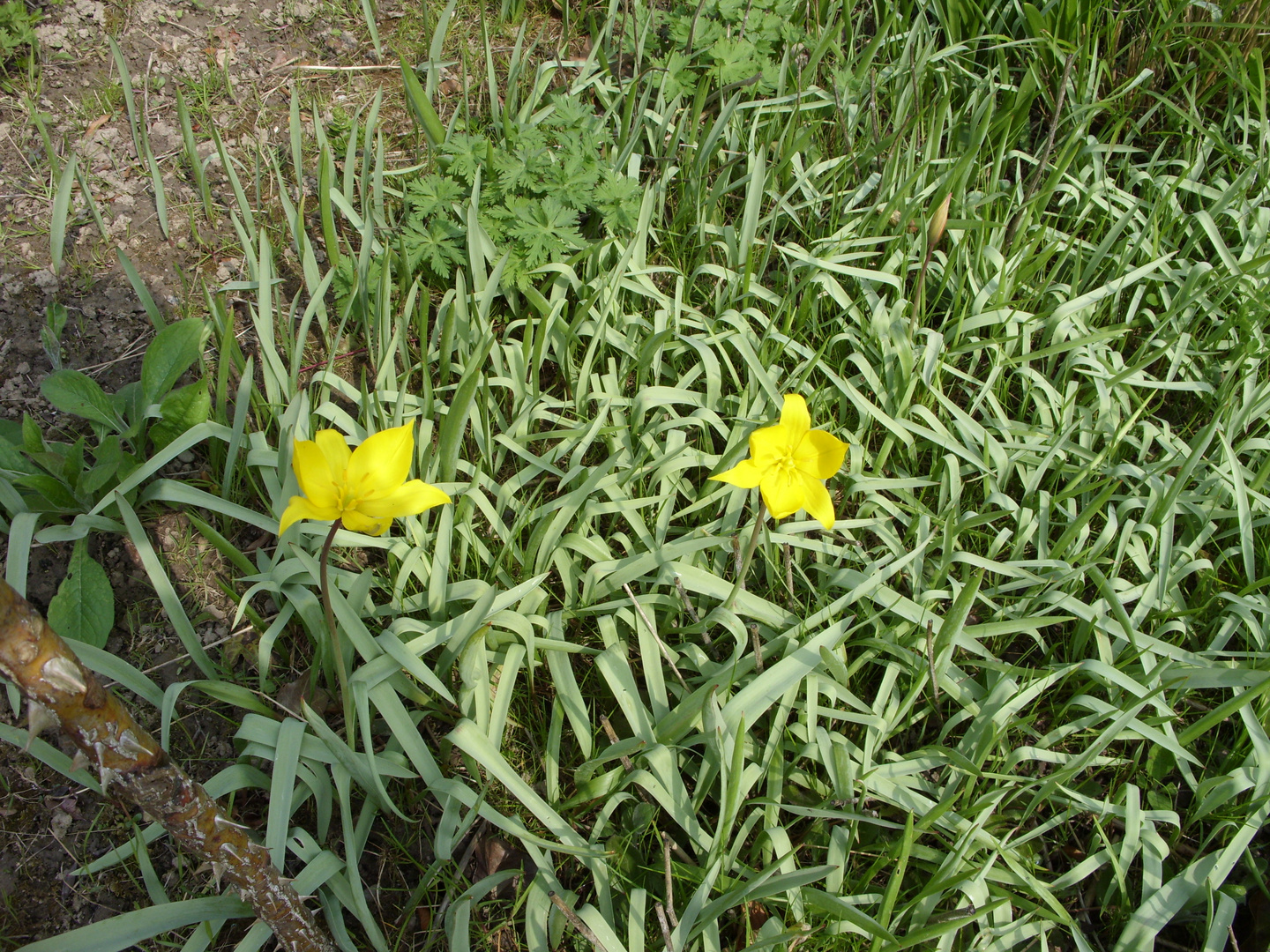 Welchen Namen hat dieses wunderschöne gelbe Blümchen?