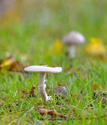 Welchen Pilz habe ich hier entdeckt?