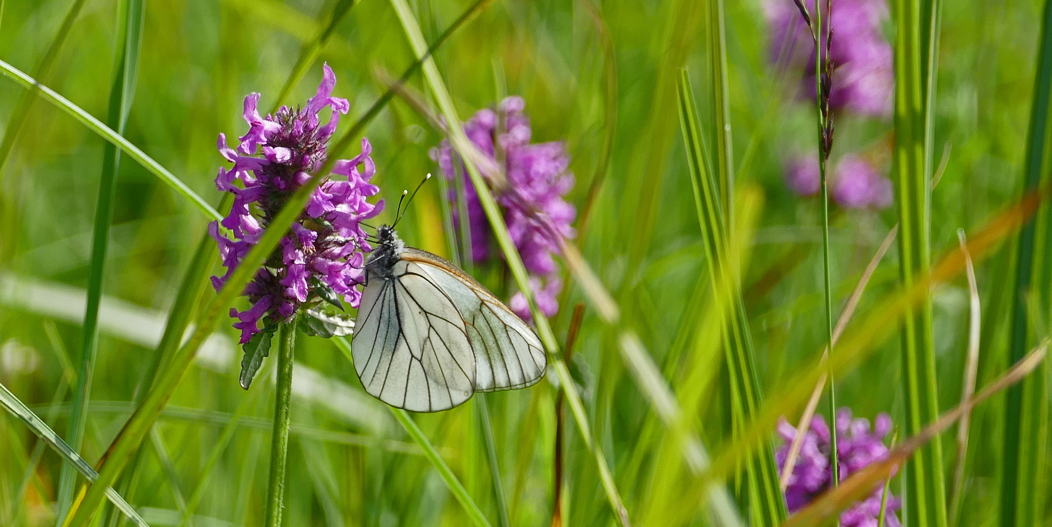 Welchen Schmetterling.....