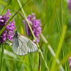 Welchen Schmetterling.....