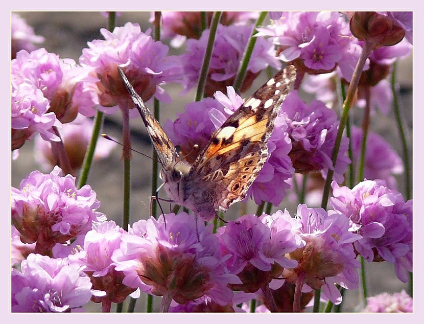 Welchen Schmetterling...