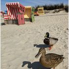 Welchen Strandkorb hättest du denn gerne?