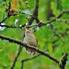 Welchen Vogel habe ich da fotografiert????