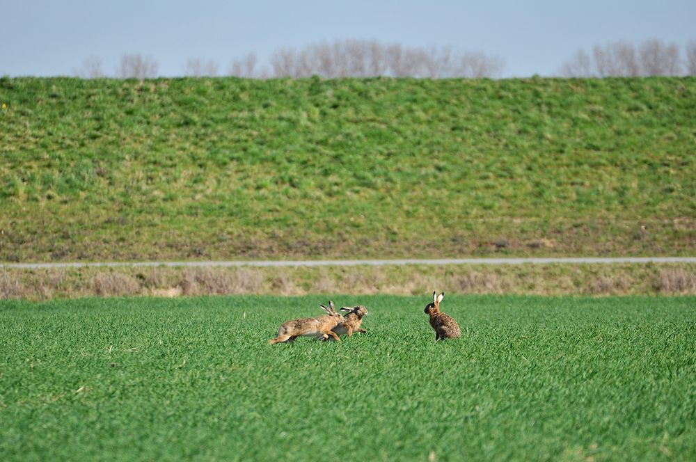 "..welchen von diesen beiden Weihnachtsmännern nehme ich wohl, grübel