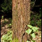 Welcher Baum ist das? gelöst von Dieter Vaselic