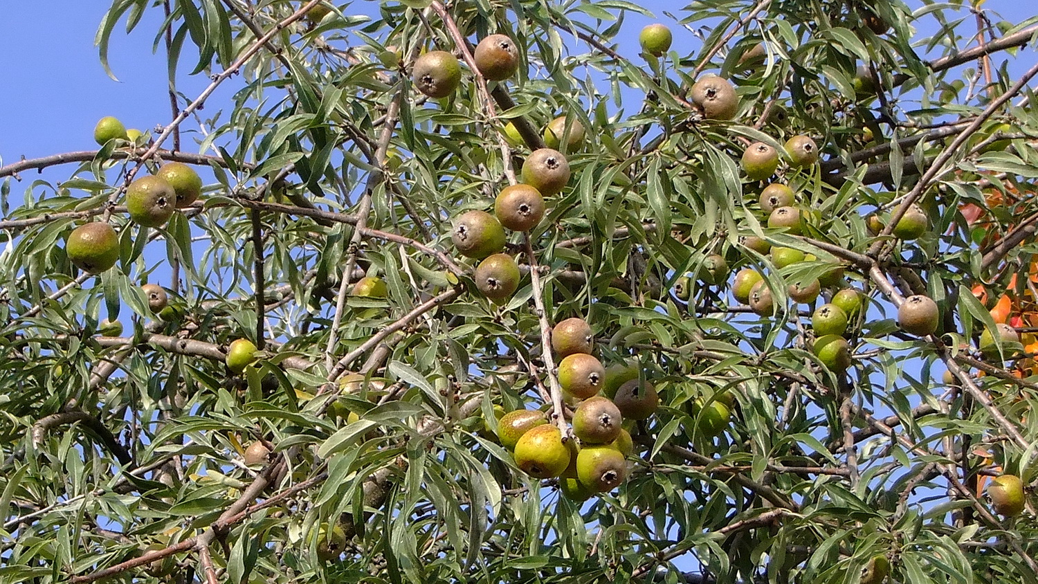 welcher Baum, welche Frucht ?