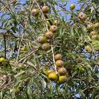 welcher Baum, welche Frucht ?