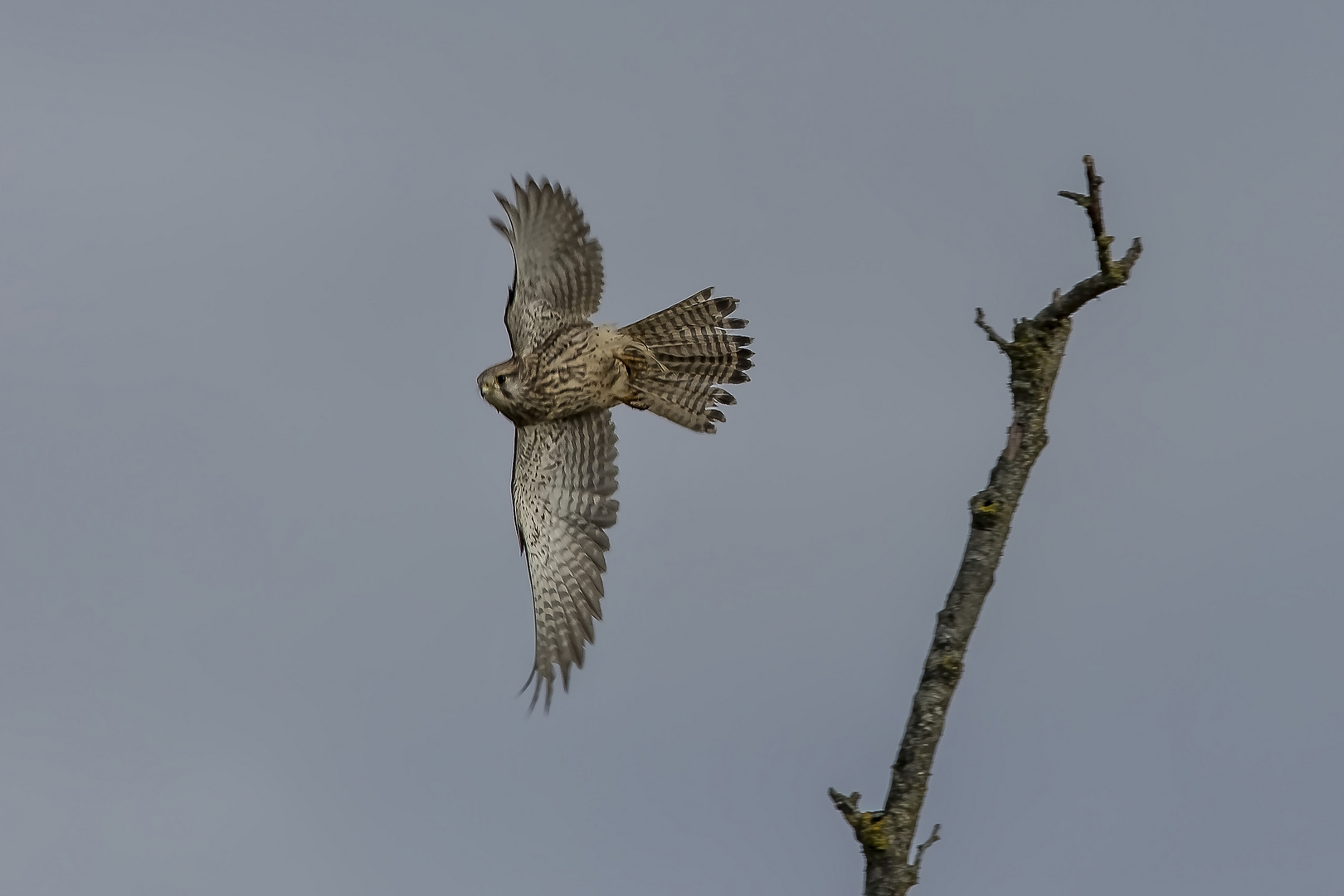 Welcher Greifvogel ist das?