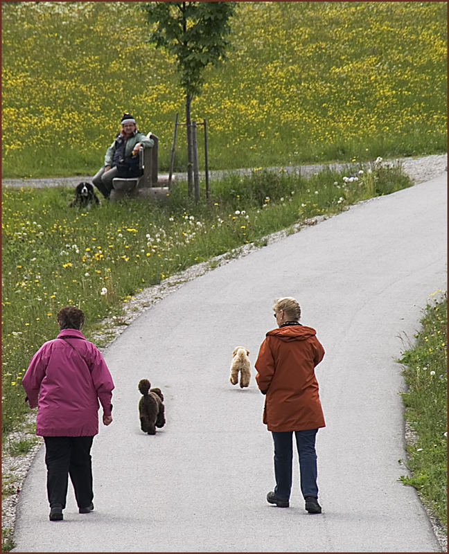 Welcher Hund gehört zu welchem Besitzer?