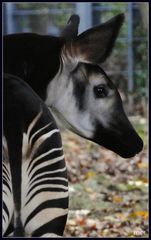 Welcher Ignorant hat wieder Zebra gerufen?