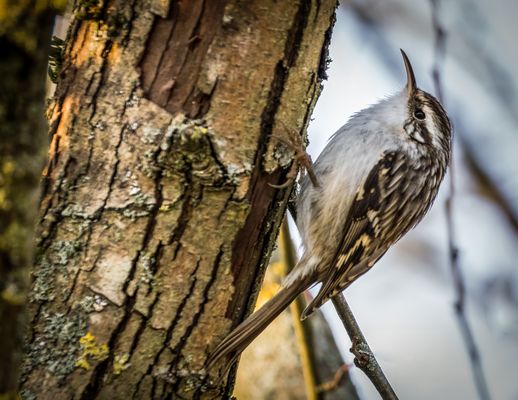 "WELCHER IST ES DENN"?