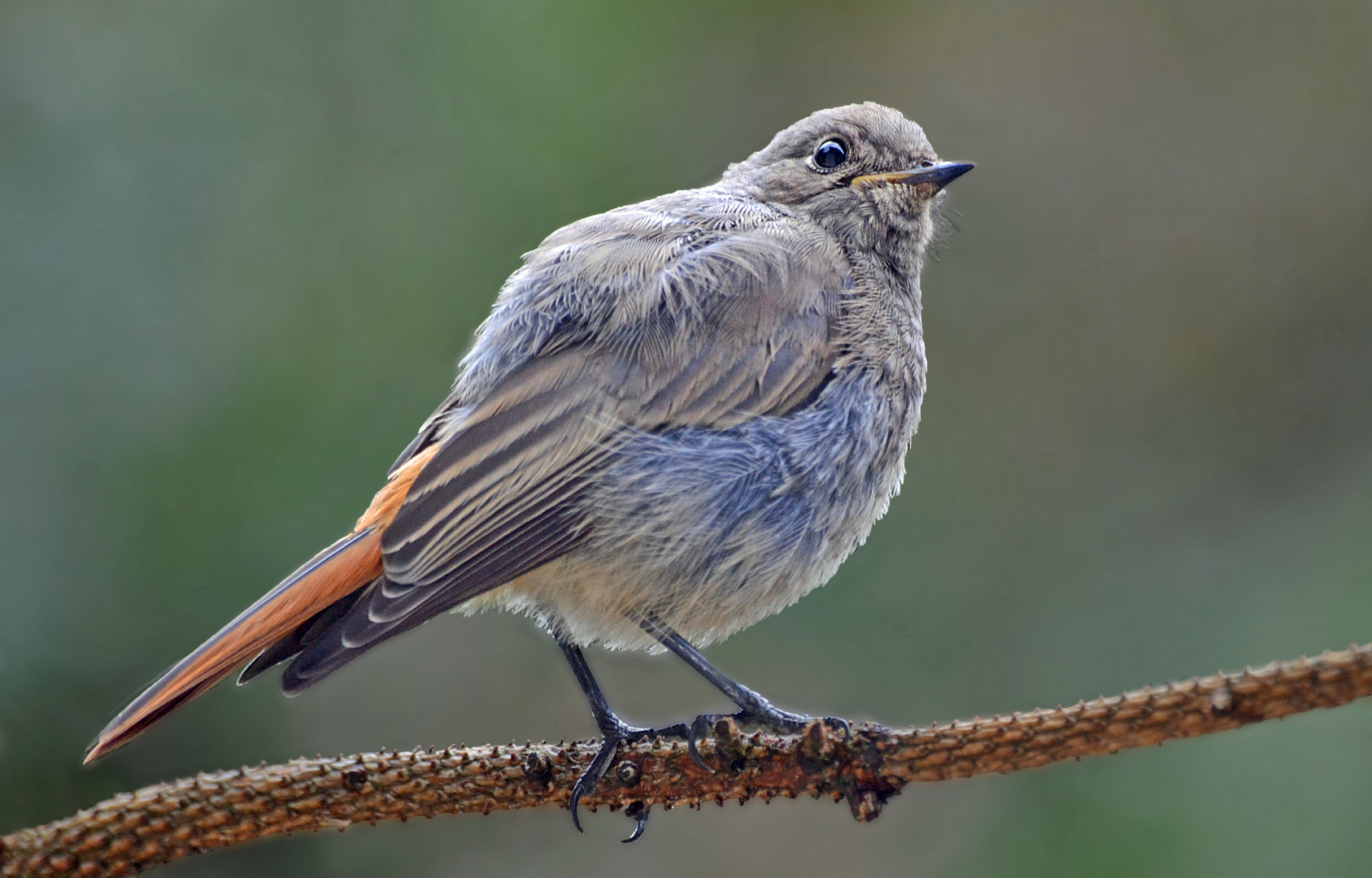 Welcher Jungvogel ist das?