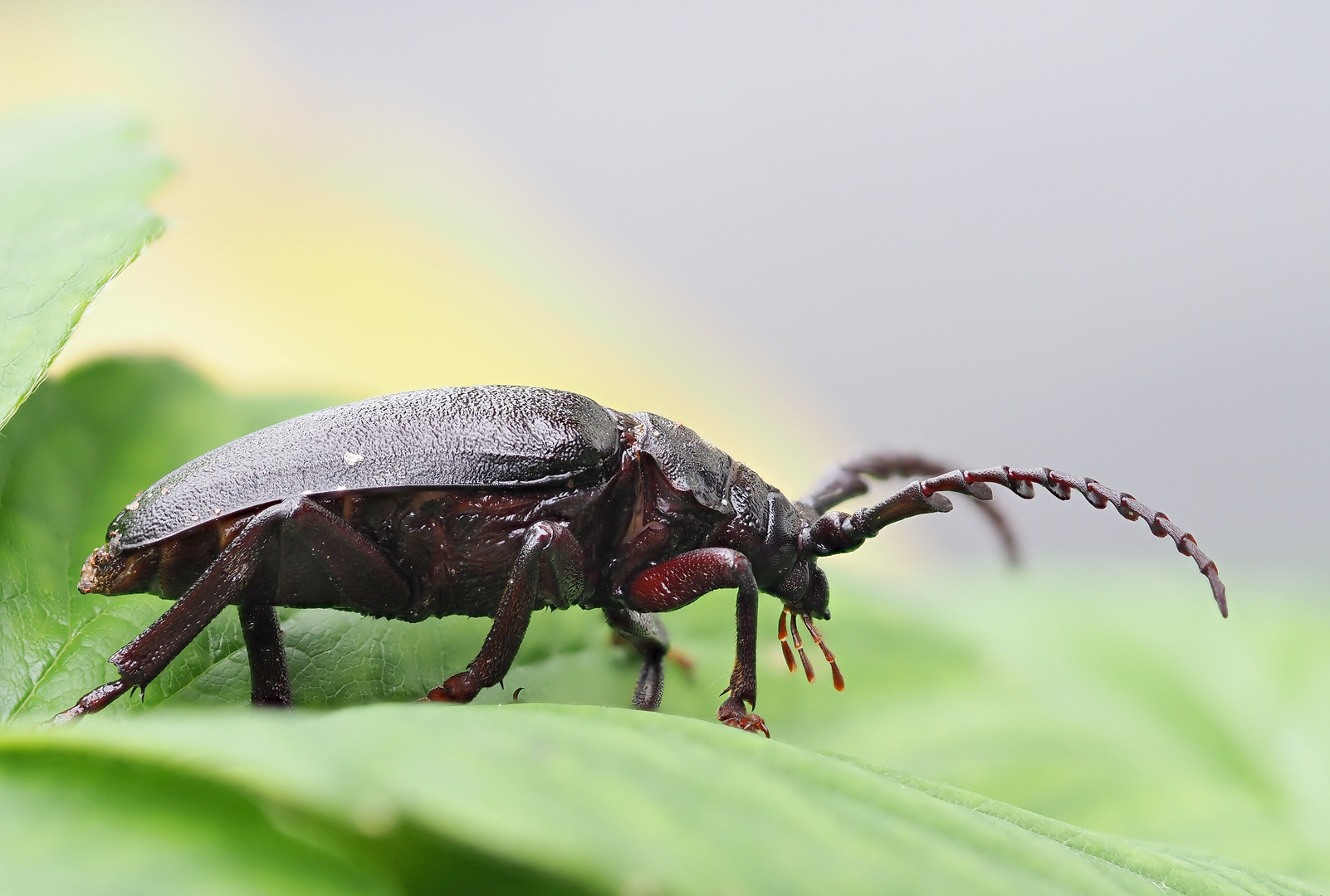 Welcher Käfer