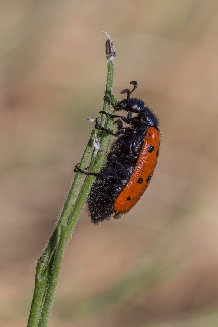 Welcher Käfer ist das ?