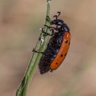 Welcher Käfer ist das ?