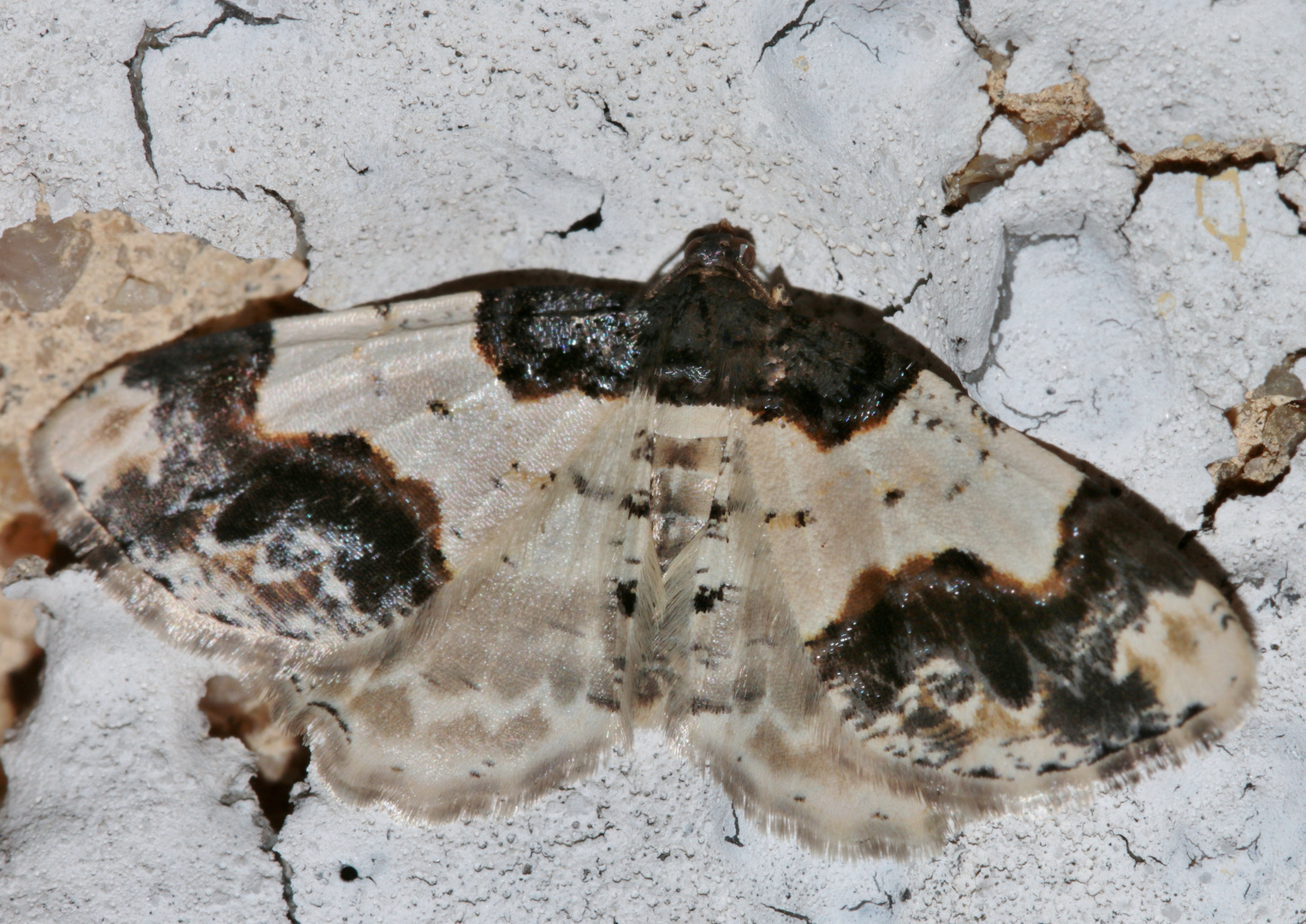 Welcher Nachtfalter bitte? Pfaffenhütchen-Harlekin Ligdia adustata