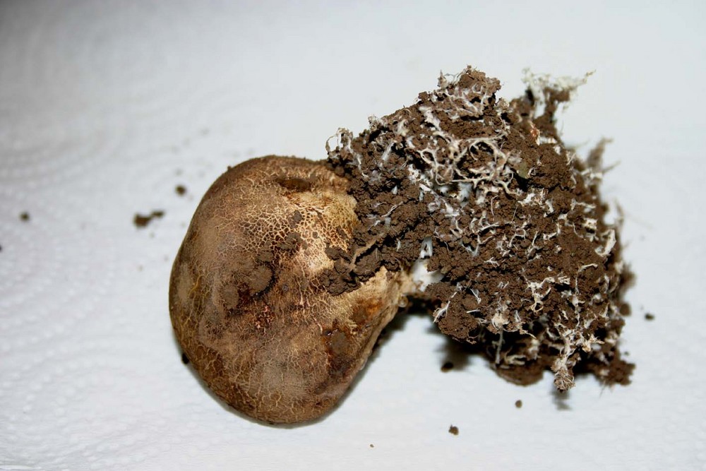 Welcher Pilz ist das?