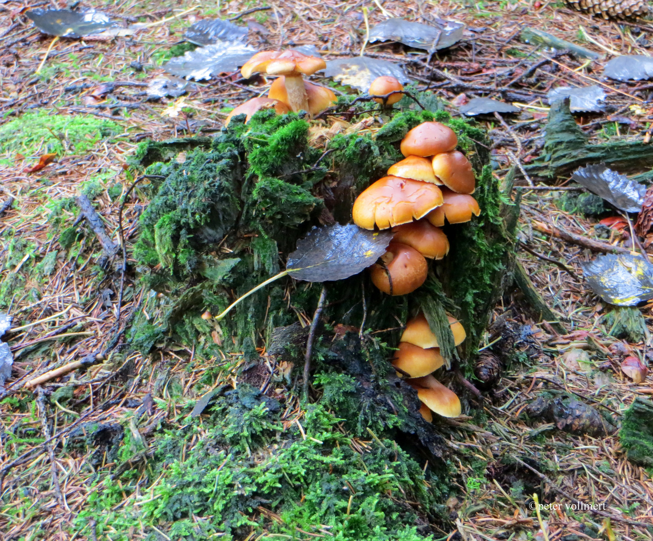 Welcher Pilz könnte das sein?