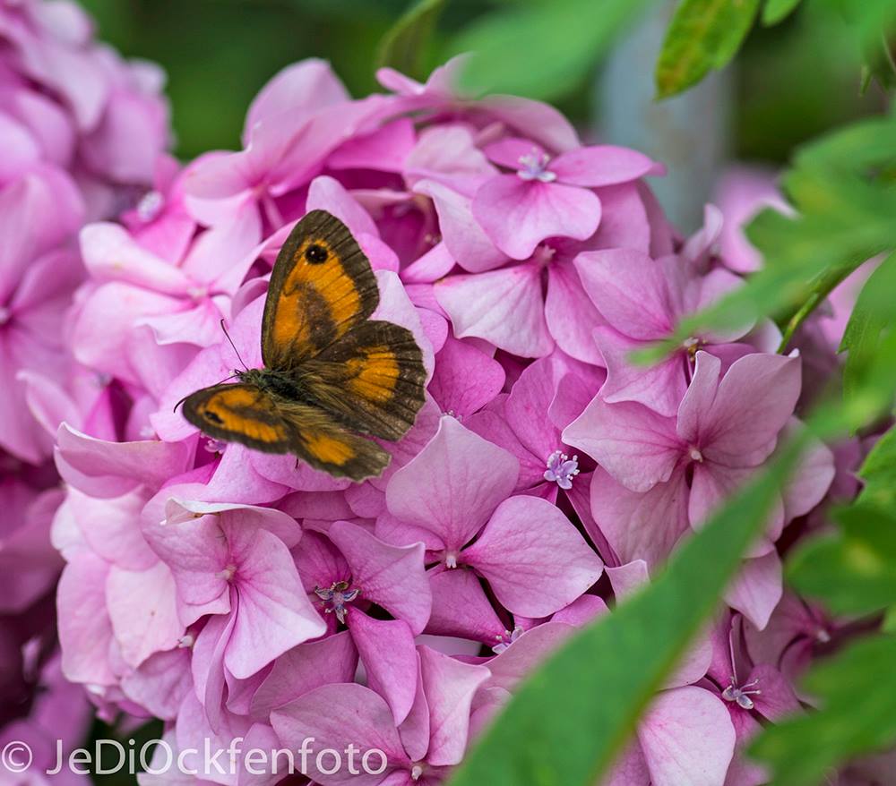 Welcher Schmetterling ?