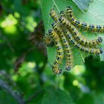 welcher Schmetterling entwickelt sich hier??? es ist der Mondvogel!!!