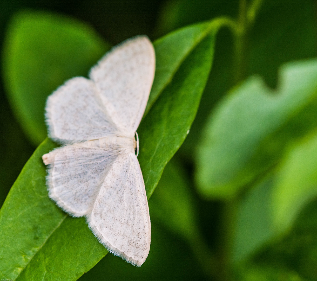 Welcher Schmetterling /Falter ist das?